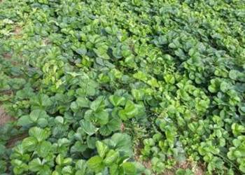 Sadzonki truskawek Verdi