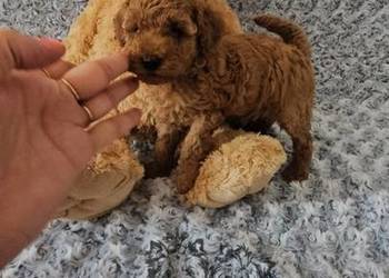 Pudel Toy/Miniatura odmiany kolorodzice pakiet badań genetycznych PASZPORT!