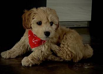 Maltipoo gotowy do zmiany domu