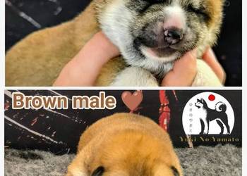 Akita Inu ZKwP/FCI