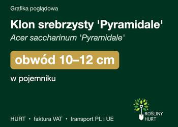 Klon srebrzysty 'Pyramidale' obwód 10-12 cm, w pojemniku – HURT