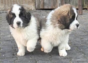 Moskiewski Pies Stróżujący - Nie Bernardyn Nie Kaukaz