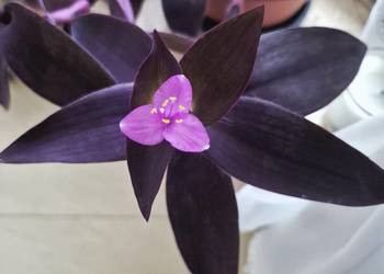 Trzykrotki tradescantia 24 różne odmiany w tym kolekcjonerskie kwiaty