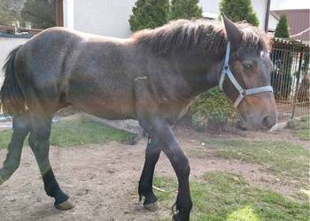 Sprzedam ogierka pół perszeron