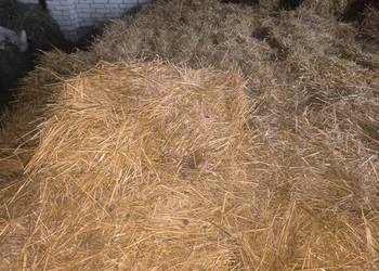 Sprzedam małe kostki owsiane