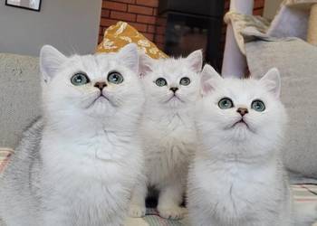 . Brytyjskie  srebrne,  srebrne pointy