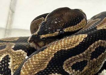 Pyton królewski samica Normal het. Pied sprzedam/zamienie