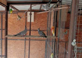 Aborygeny dlugoczube