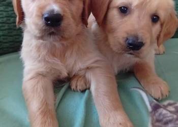 Golden retriever szczeniaki pieski