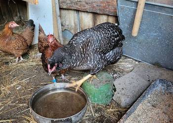 Koguty marans liliputy araukan