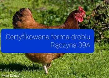 Kury kokoszki młode nioski kaczki Gęsi Brojlery Perliczki