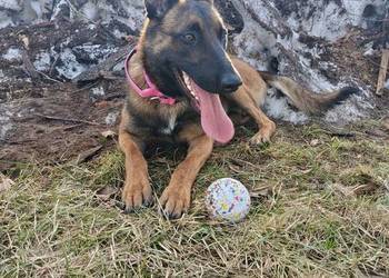 Owczarek belgijski malinois