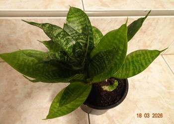 Sansewieria karłowata - wężownica