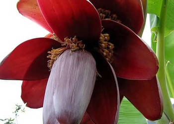 BANANOWIEC BALBISIANA Musa balbisiana - NASIONA 130 sztuk - 10g