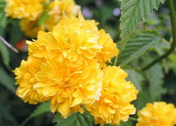 ZŁOTLIN JAPOŃSKI Pleniflora - sadzonki w doniczkach