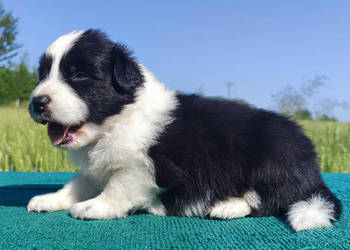 Border Collie - przebadani sprawdzeni rodzice, piękne szczenię