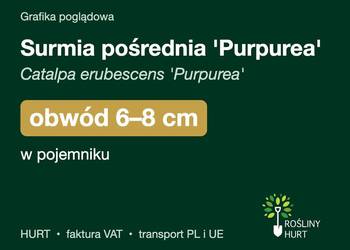 Surmia pośrednia 'Purpurea' obwód 6-8 cm, w pojemniku – HURT