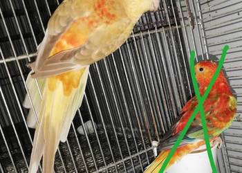 Sprzedam świergotki orange Sprzedam świergotki orange