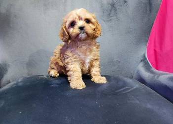 Cavapoo F1 chłopiec