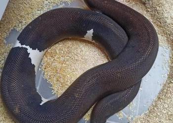 Waż pyton królewski 8ball