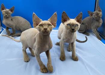 kocięta devon rex