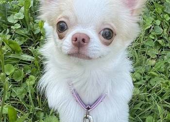 Malutki piesek - Chihuahua długowłosy FCI
