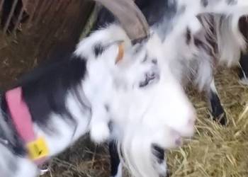 Kozie mleko i twaróg