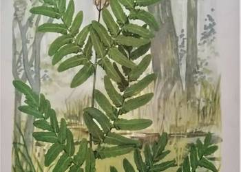 Mańczak karty botaniczne roślin