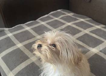 YORKSHIRE TERIER YORKI  YORK  CHOCO  MERlE ZlOTY