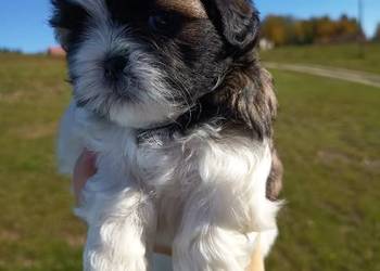 Suczka Shih-tzu