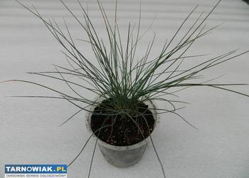 Kostrzewa sina - niebieska trawa ozdobna - ogród - doniczka