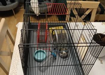 Klatka dla gryzoni 58x41x35