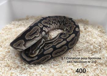 Pyton królewski samica nr 210