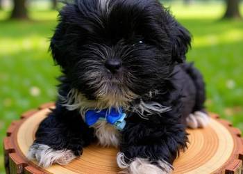 Czarny piesek rasy Shih-Tzu