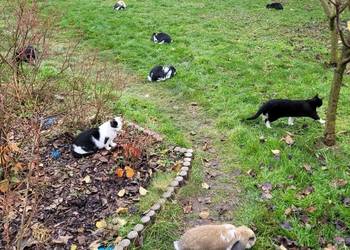 Barany francuskie 2 miesięczne