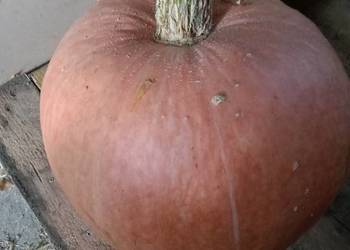 Dynia jadalna ekologiczna