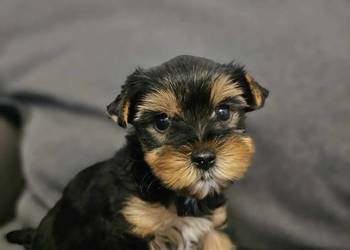 Yorkshire Terrier Samiec z Chipem Wyprawka