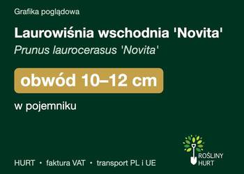 Laurowiśnia wschodnia 'Novita' obwód 10-12 cm, w pojemniku – HURT