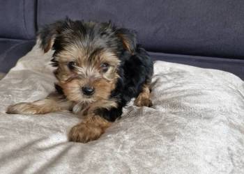 Yorkshire terrier sprzedam piesek