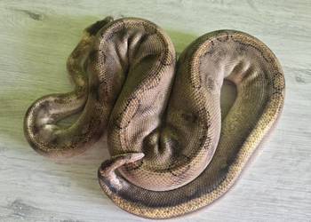 Wąż pyton królewski, python regius samica dorosła