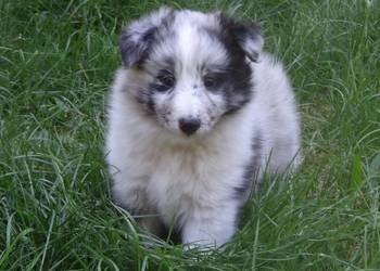 Owczarek szetlandzki (sheltie)