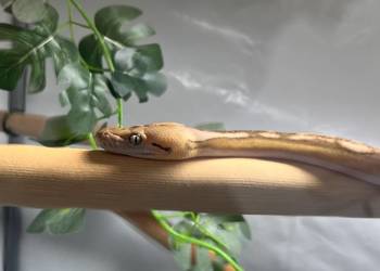 Pyton siatkowy super dwarf samiec