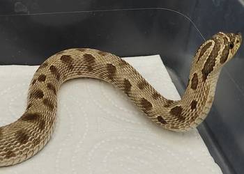 Heterodon