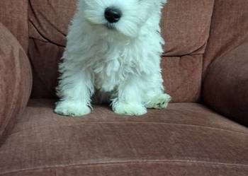 West Highland White Terrier