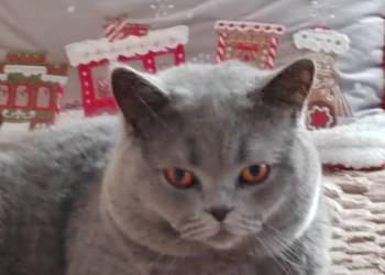 Reproduktor brytyjski  - krycie