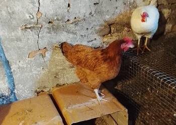 Sprzedam kury nioski