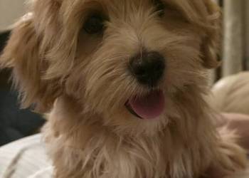 Do odbioru piesek Hawańczyk po Championie FCI  ZKwP