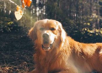 Szczeniak Golden Retriever