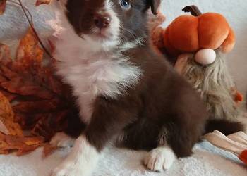 Border collie czekoladowo białe