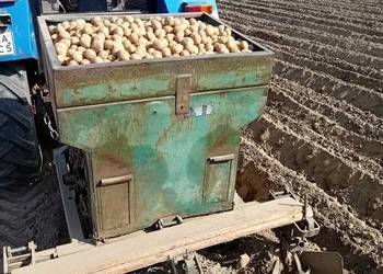 ziemniaki wielości sadzonki, sadzeniaki jak denar, gala